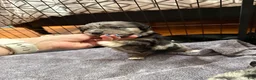 Mixed Breed dogs for sale: Nova - Ad 3