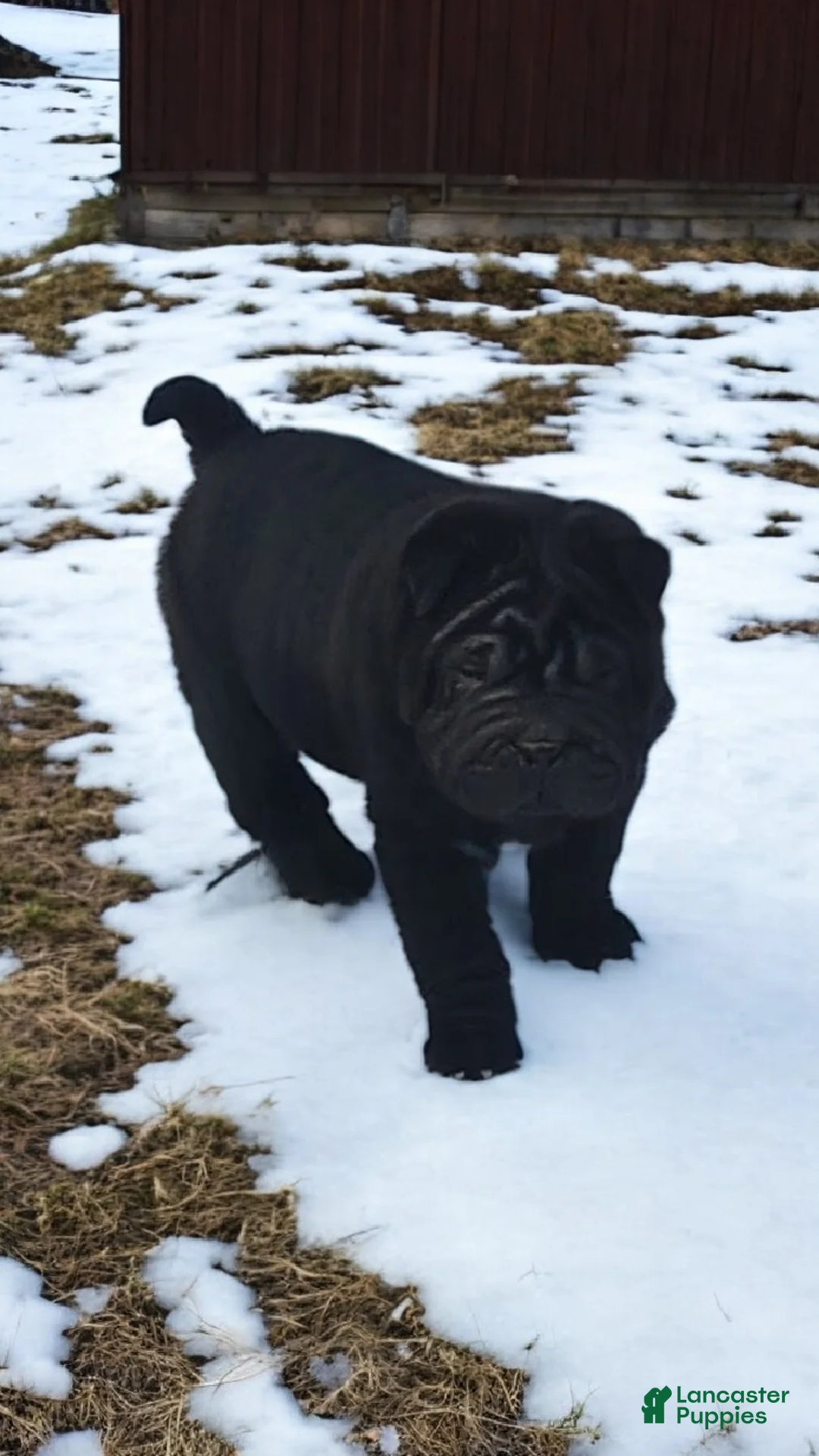 Shar Pei dogs for sale: Raven mini  - Ad 4