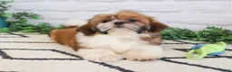 Shih Tzu dogs for sale: Flash  - Ad 5