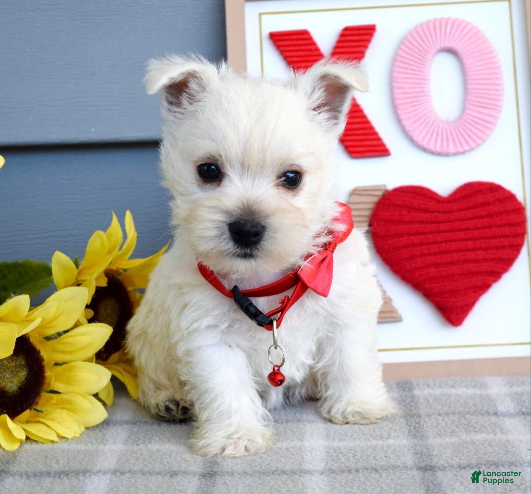 West Highland Terrier dogs Bella - Ad 2