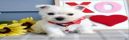 West Highland Terrier dogs for sale: Bella - Ad 2