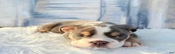 English Bulldog dogs for sale: Roscoe - Ad 3
