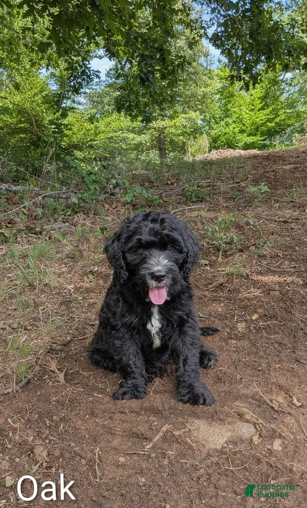 Mixed Breed dogs for sale: Oak - Ad 1