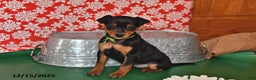 Miniature Pinscher dogs for sale: Phoenix - Ad 1