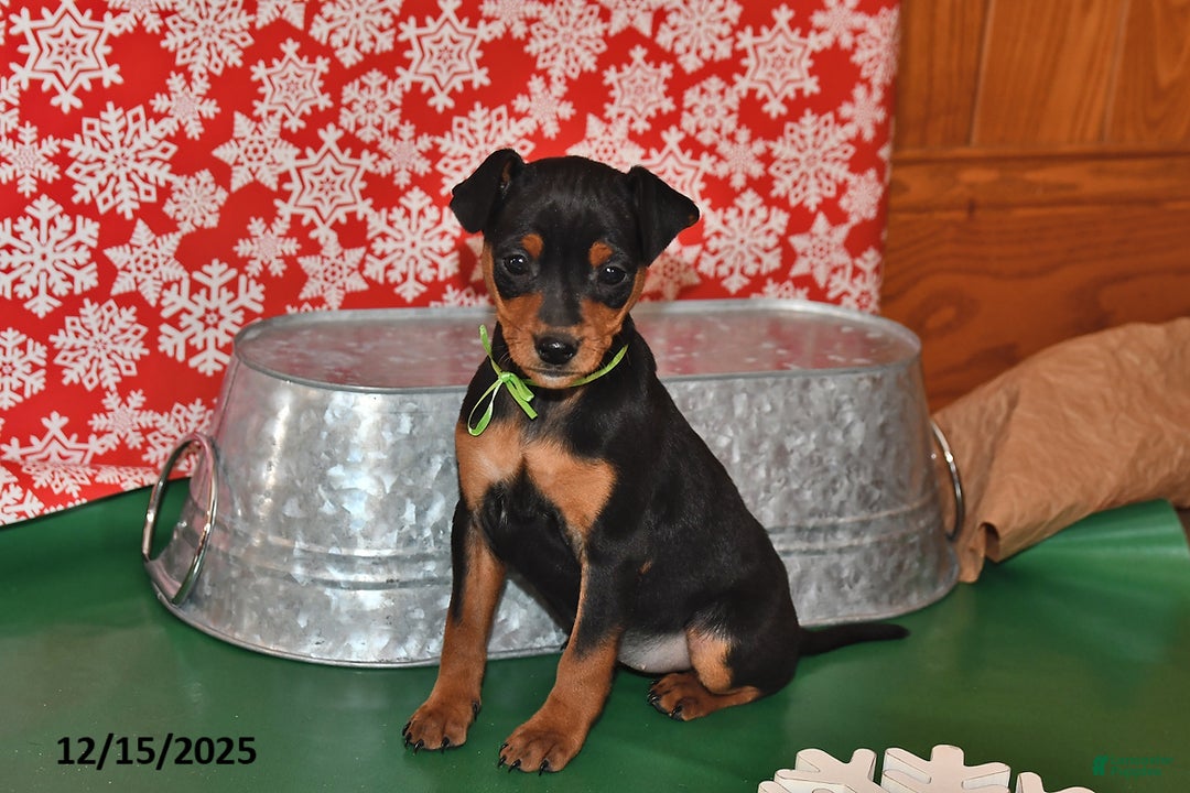 Miniature Pinscher dogs for sale: Phoenix - Ad 1