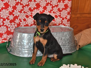 Miniature Pinscher dogs Phoenix - Ad 7