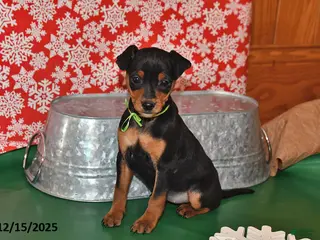 Miniature Pinscher dogs Phoenix - Ad 6