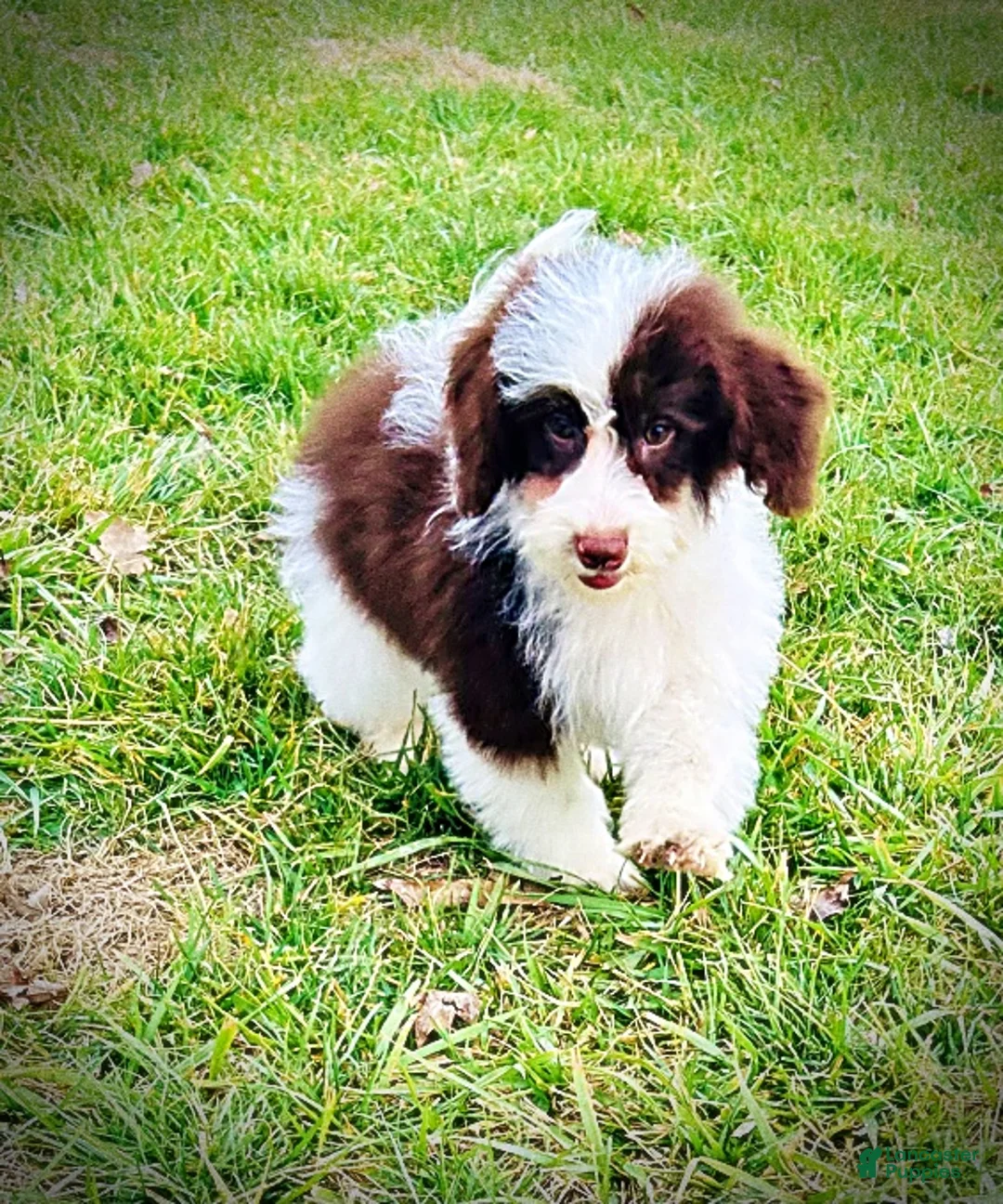 Havapoo dogs for sale: Simba - Ad 14