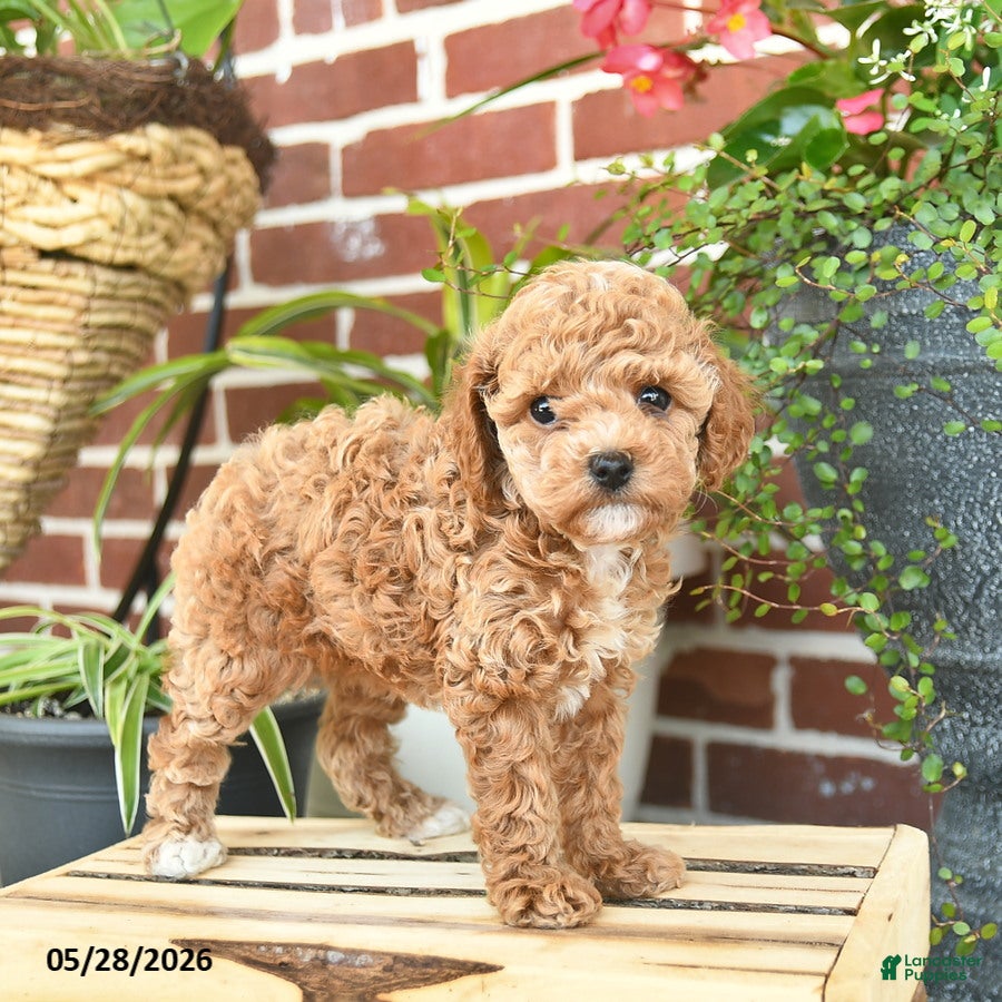 Toy Poodle dogs for sale: Jade  - Ad 3