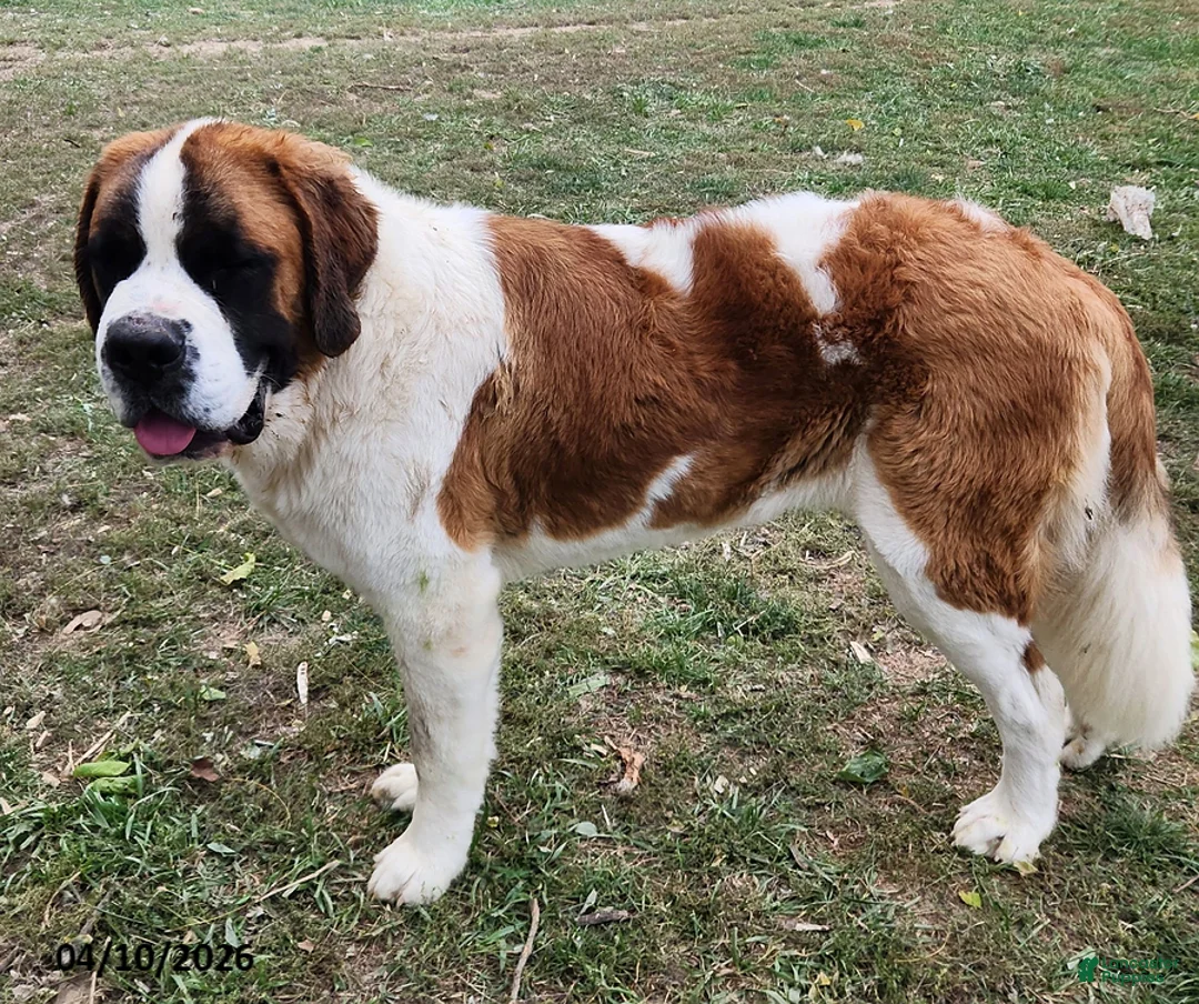 Mixed Breed dogs for sale: Teddy - Ad 3