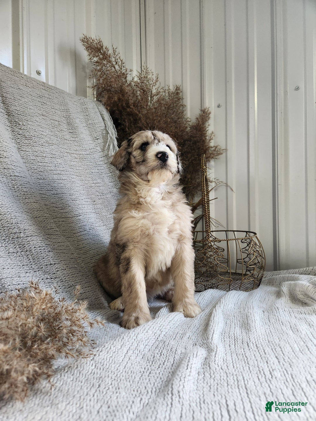 Bernedoodle dogs for sale: Lacey - Ad 2