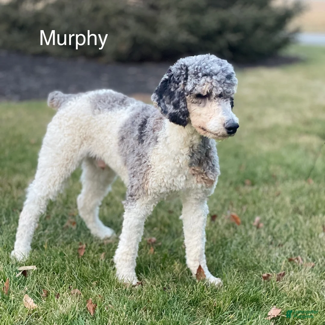 Standard Poodle dogs for sale: Maple - Ad 15