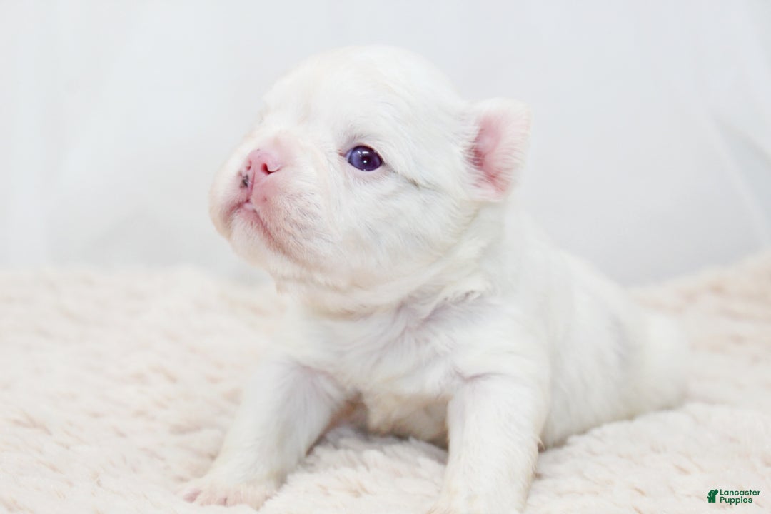 French Bulldog dogs for sale: Kamilla-Full Fluffy Choc & Tan Koi w Testable - Ad 4