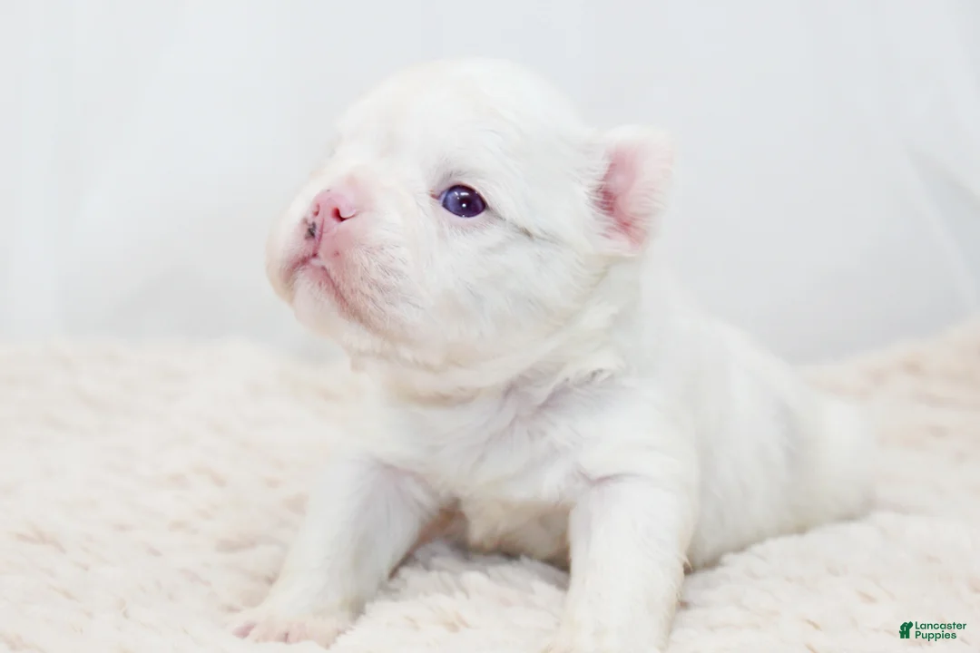 French Bulldog dogs for sale: Kamilla-Full Fluffy Choc & Tan Koi w Testable - Ad 9