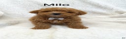 Mini Goldendoodle dogs for sale: Mini Goldendoodle Puppy 1 - Ad 5