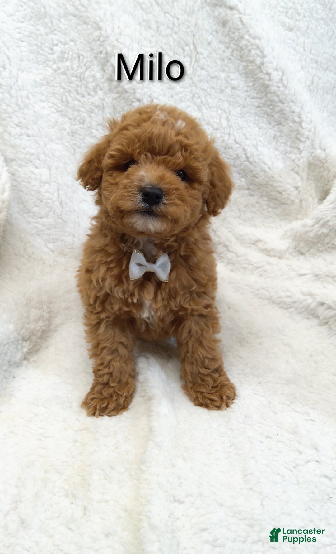 Mini Goldendoodle dogs for sale: Mini Goldendoodle Puppy 1 - Ad 5