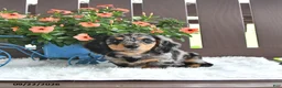 Miniature Dachshund dogs for sale: Kash - Ad 3