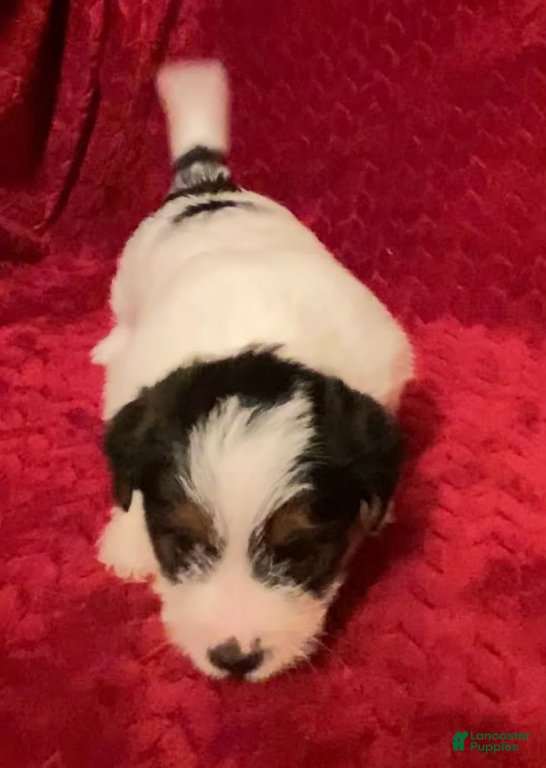 Jack Russell Terrier dogs for sale: Jack Russell Terrier Puppy 4 - Ad 6