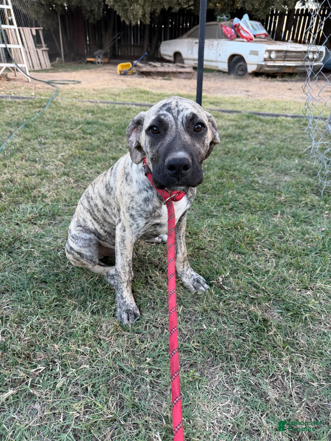 Mixed Breed dogs for sale: Shadow - Ad 1
