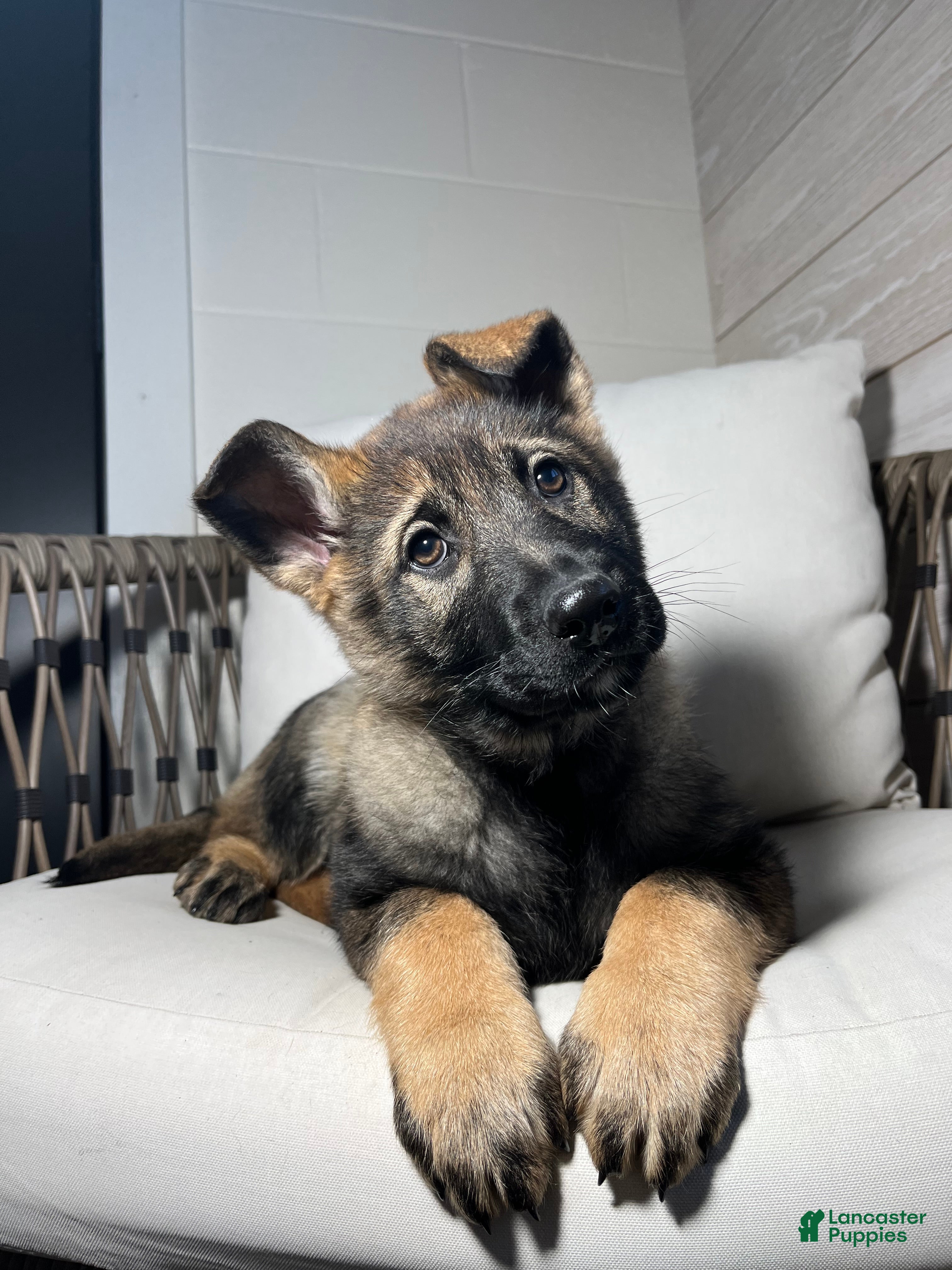 German Shepherd dogs Tessa - Ad 7