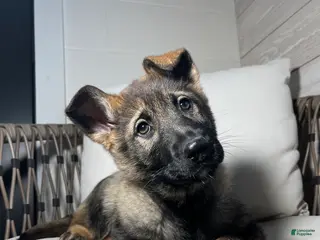 German Shepherd dogs Tessa - Ad 7