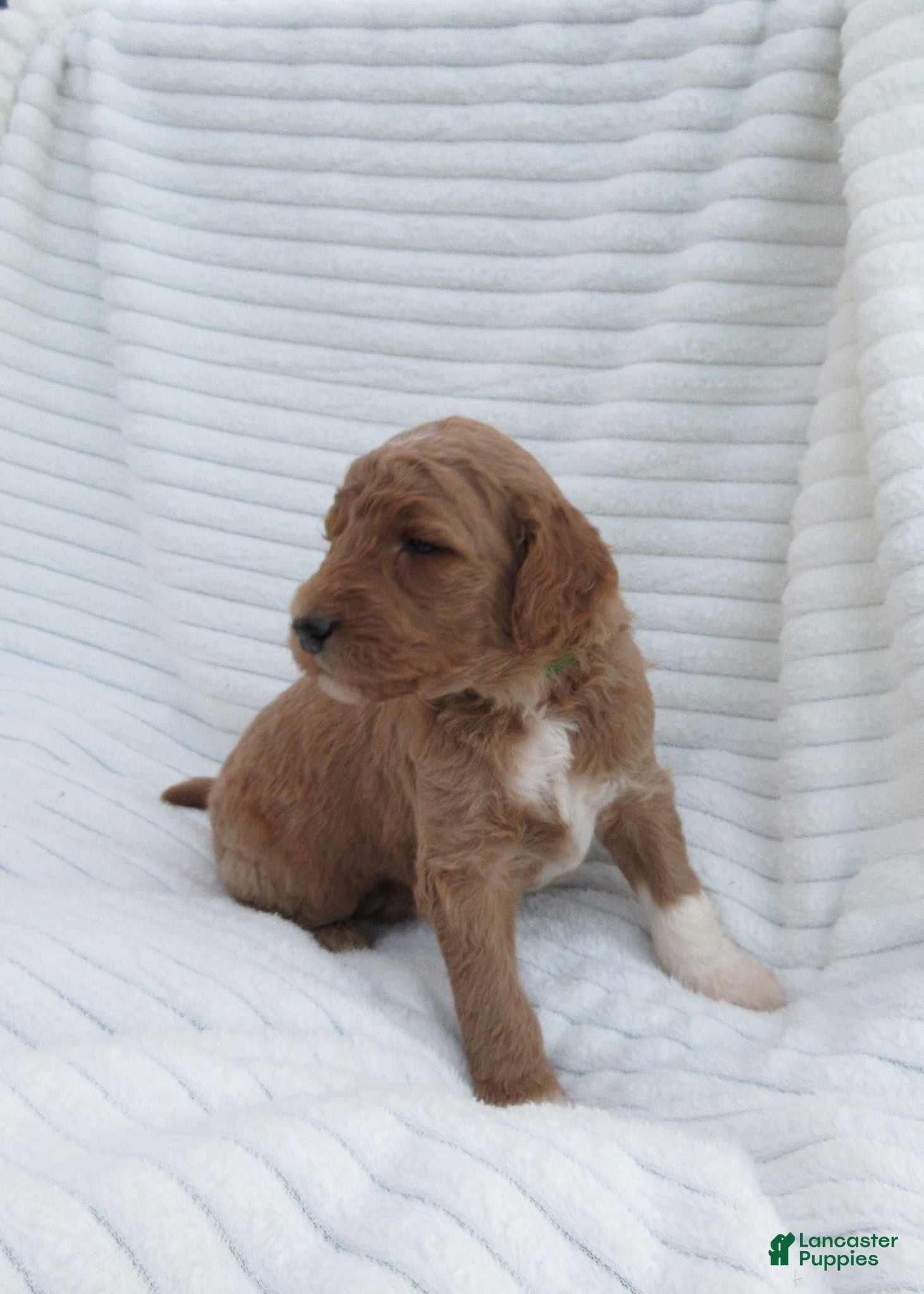 Goldendoodle dogs Thunder - Ad 1