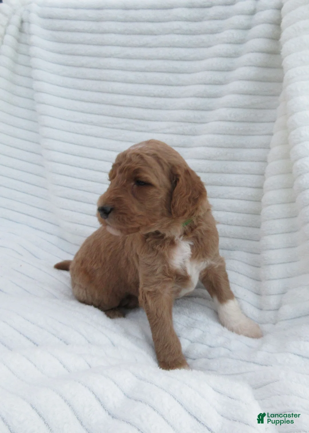 Goldendoodle dogs for sale: Thunder - Ad 1