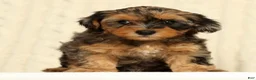 Yorkiepoo dogs for sale: Callie - Ad 6