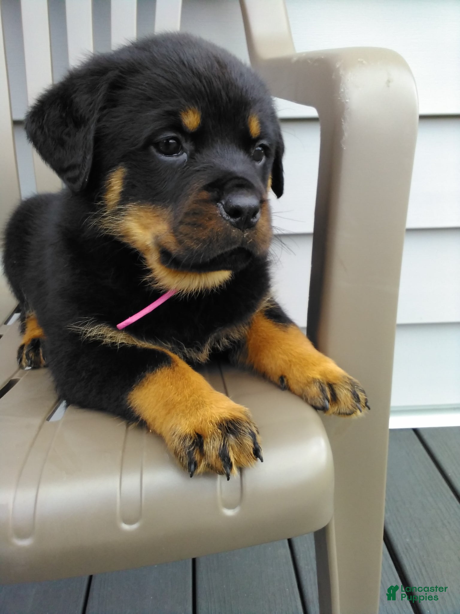 Rottweiler dogs Rottweiler Puppy 2 - Ad 1