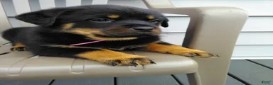 Rottweiler Puppy 2