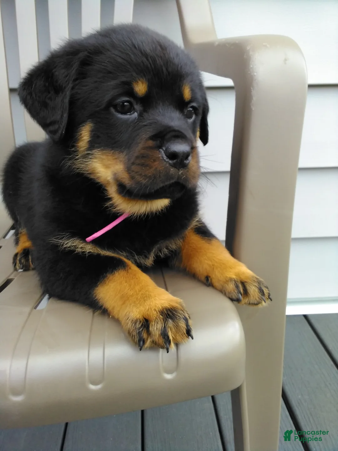 Rottweiler dogs for sale: Rottweiler Puppy 2 - Ad 1