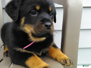 Rottweiler dogs for sale: Rottweiler Puppy 2 - Ad 1