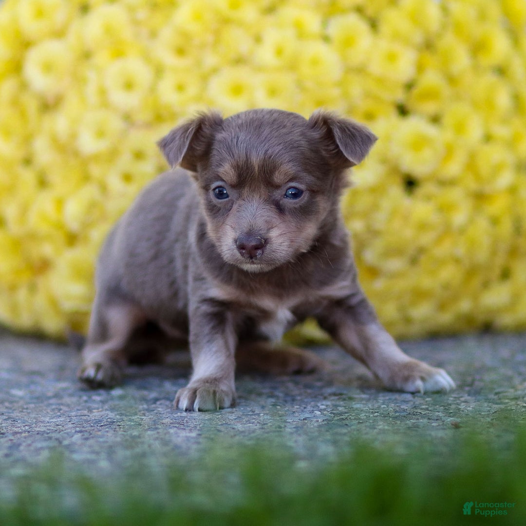 Chihuahua dogs for sale: Pamela - Ad 16