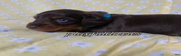Miniature Dachshund dogs for sale: Tootsie - Ad 34