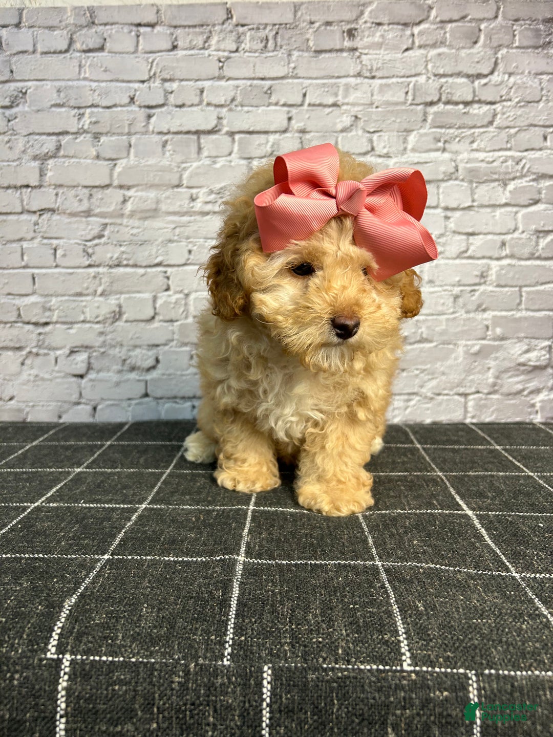Toy Poodle dogs for sale: Toy Poodle Puppy 2 - Ad 2