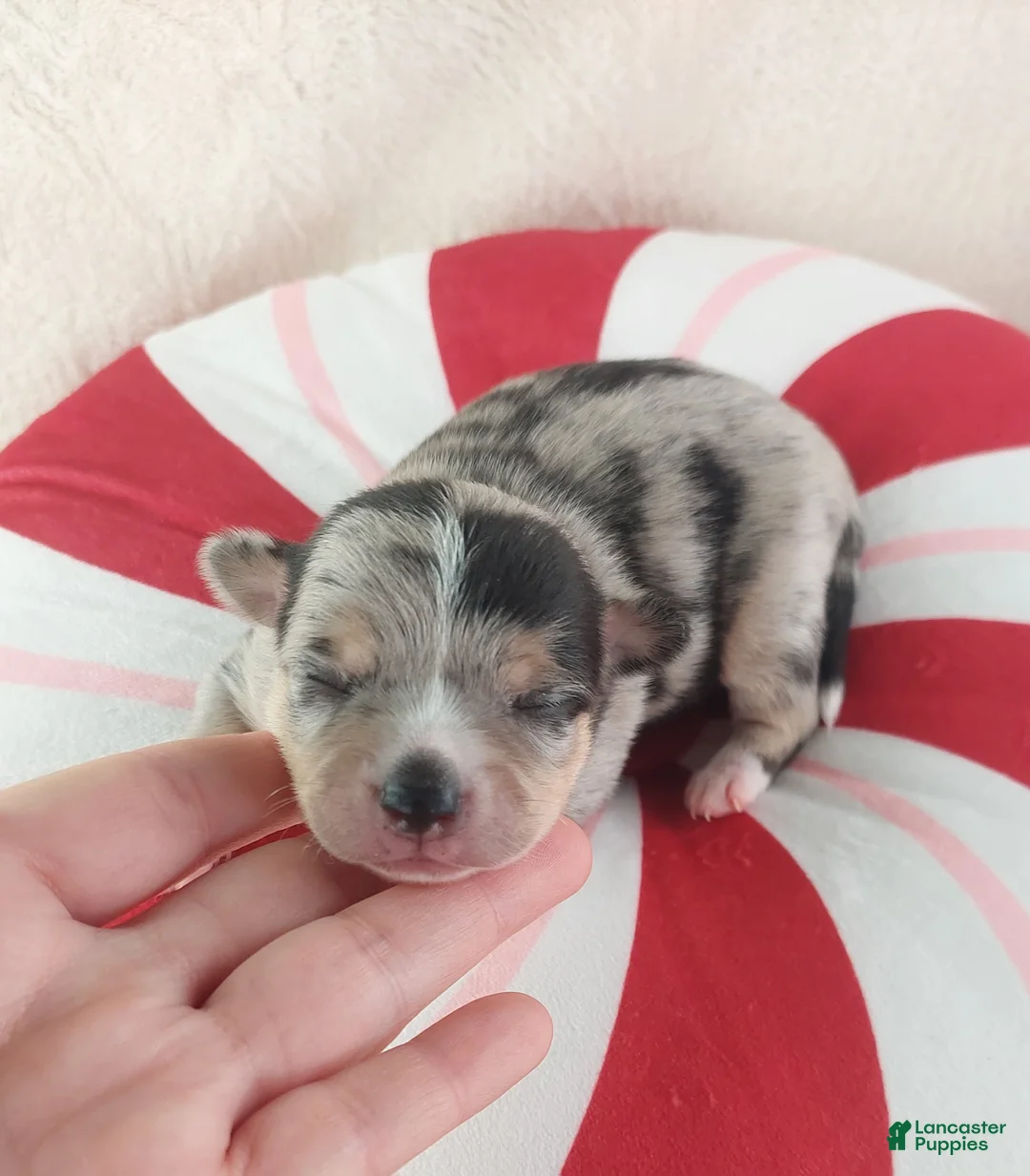 Chihuahua dogs for sale: Micah - Ad 2