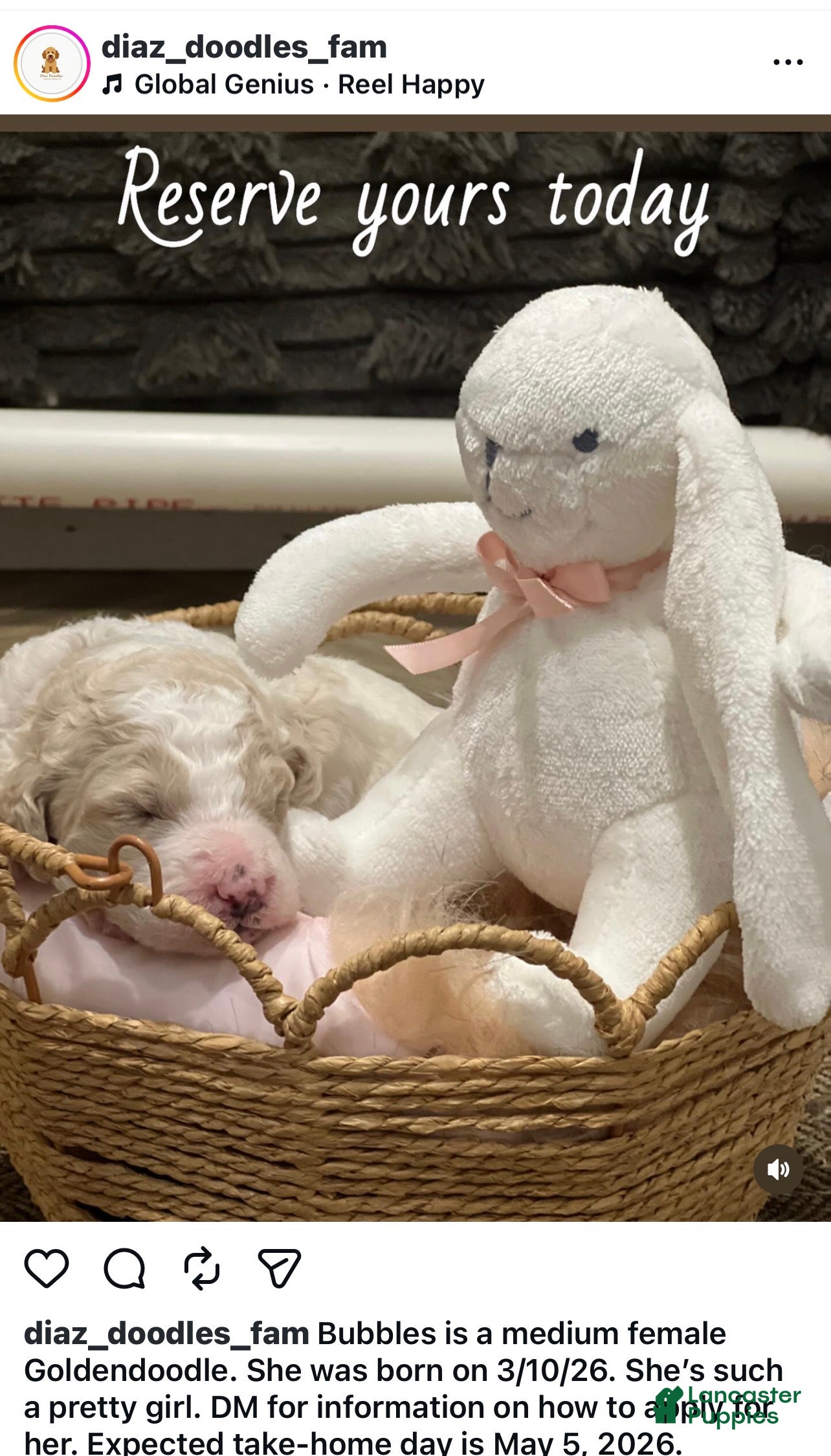 Goldendoodle dogs for sale: Bubbles, female, purple collar - Ad 1