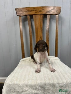 German Shorthaired Pointer dogs Buster - Ad 2