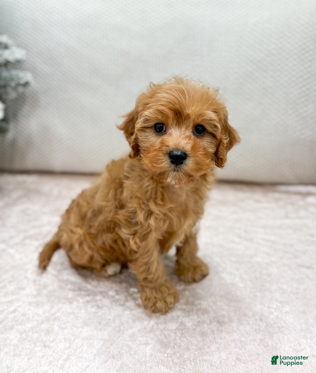 Cavapoo dogs for sale: Oakley - Ad 3
