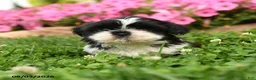 Shih Tzu dogs for sale: Angello - Ad 3