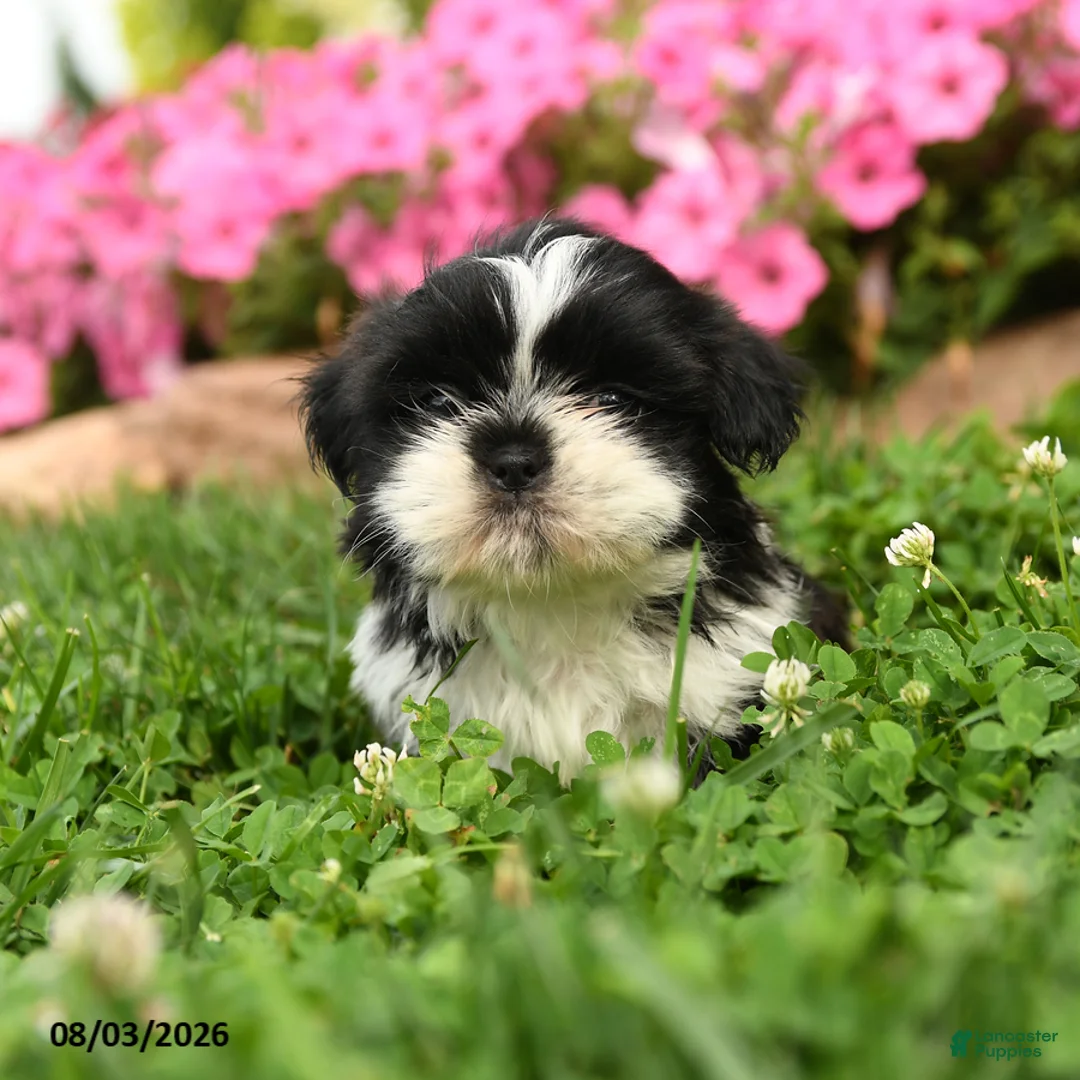 Shih Tzu dogs for sale: Angello - Ad 3