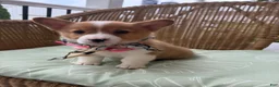 Welsh Corgi Pembroke dogs for sale: Bonnie - Ad 3