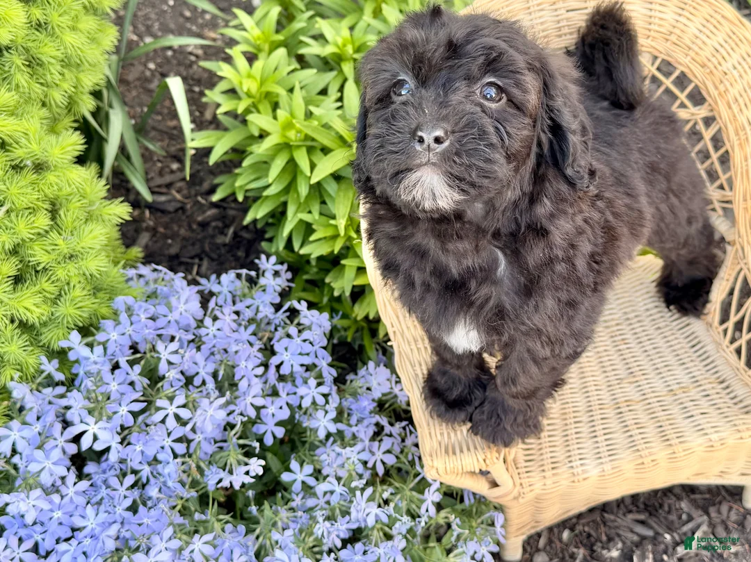 Shihpoo dogs for sale: River  - Ad 5