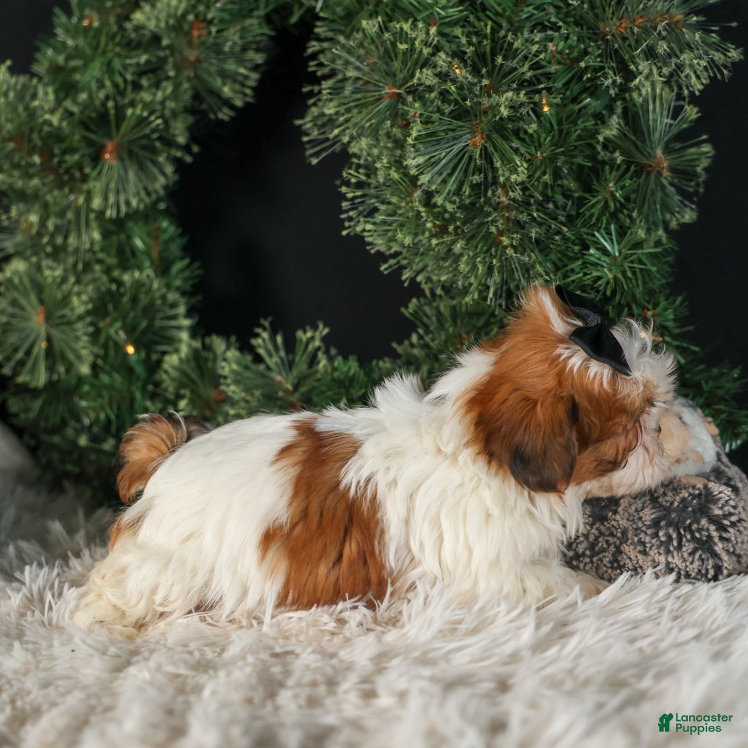 Shih Tzu dogs for sale: ROXY - Ad 3