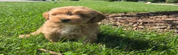 Mini Goldendoodle dogs for sale: Benson - Ad 6