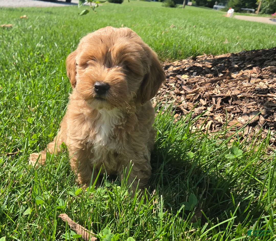 Mini Goldendoodle dogs for sale: Benson - Ad 6