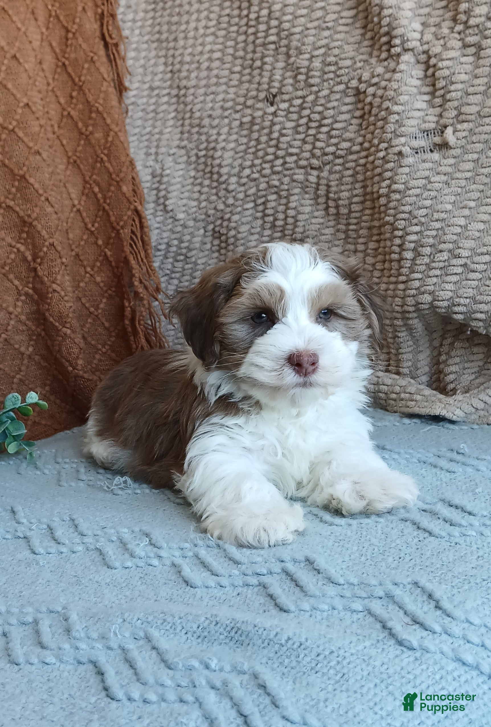 Havanese dogs Flake  - Ad 2