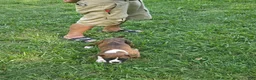 Boxer dogs for sale: Boxer 1 - Ad 8