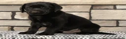 Labrador Retriever dogs for sale: Roger - Ad 6