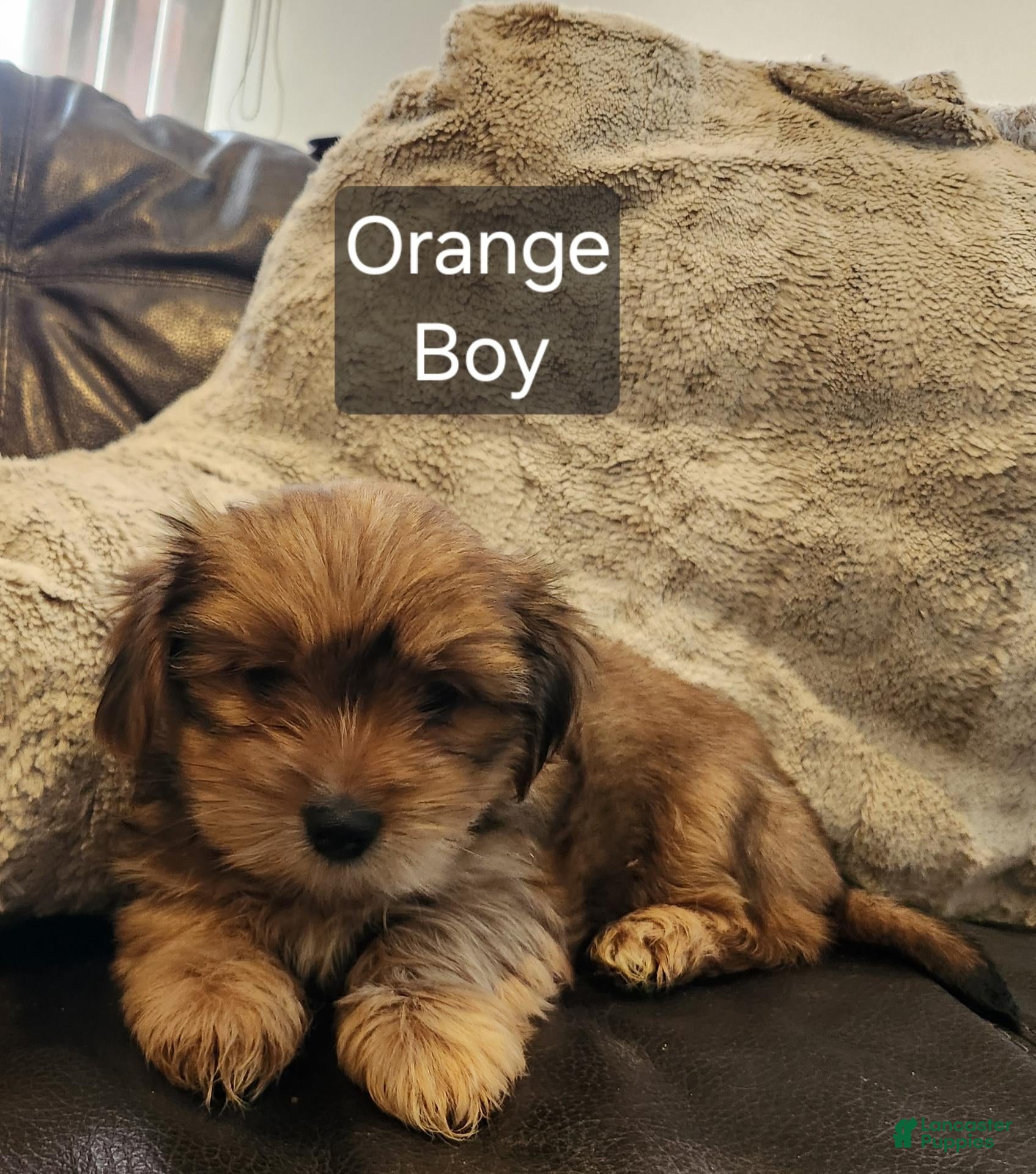 Shorkie dogs Shorkie 2 - Ad 40